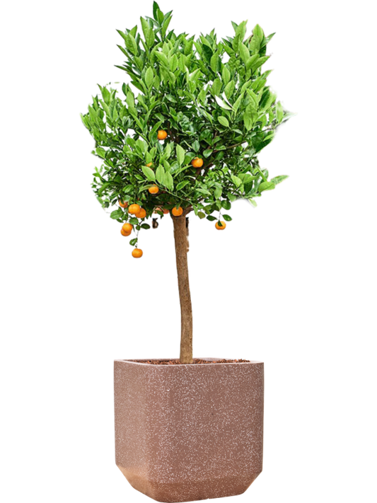 Citrus (Citrofortunella) calamondin in Baq Terrazzo Office Plant With Pot 159cm Height 38cm Dia