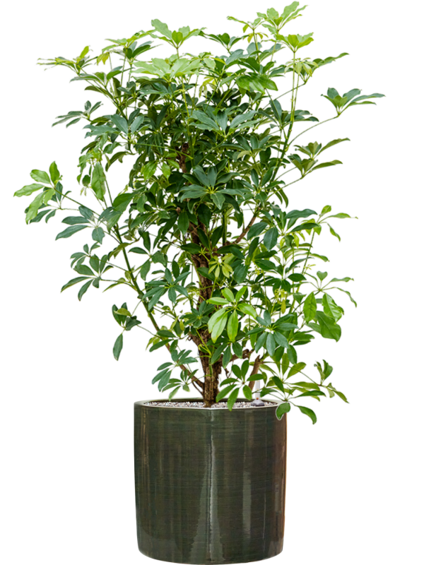 Schefflera arboricola 'Compacta' in Plain Striped Office Plant With Pot 120cm Height 32cm Dia