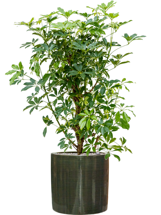 Schefflera arboricola 'Compacta' in Plain Striped Office Plant With Pot 120cm Height 32cm Dia