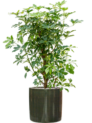 Schefflera arboricola 'Compacta' in Plain Striped Office Plant With Pot 120cm Height 32cm Dia