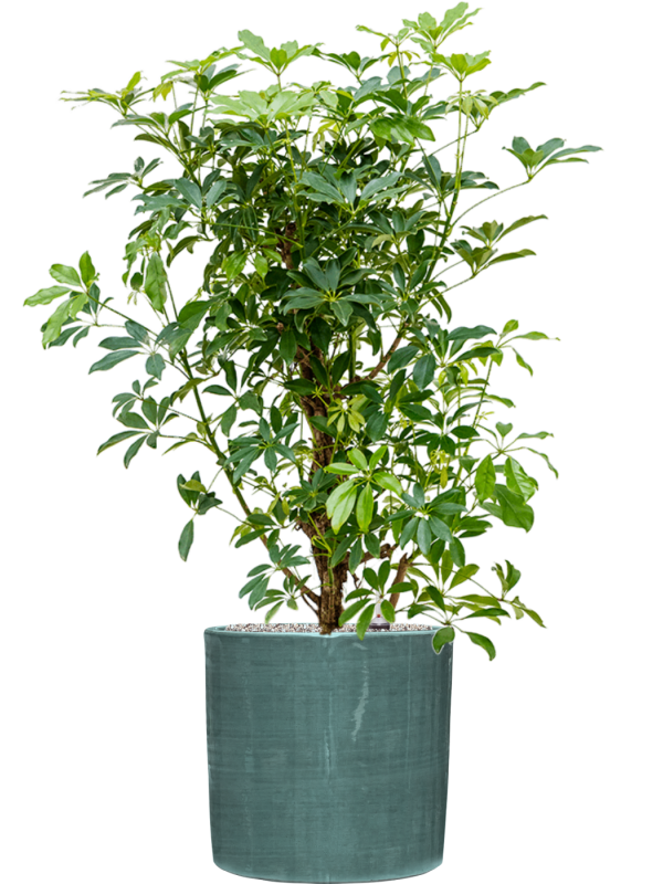 Schefflera arboricola 'Compacta' in Plain Striped Office Plant With Pot 121cm Height 32cm Dia