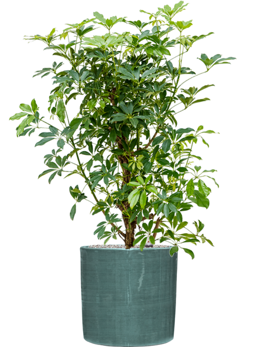 Schefflera arboricola 'Compacta' in Plain Striped Office Plant With Pot 121cm Height 32cm Dia