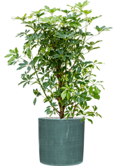 Schefflera arboricola 'Compacta' in Plain Striped Office Plant With Pot 121cm Height 32cm Dia