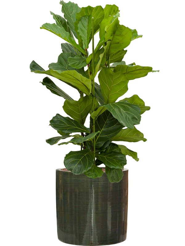 Ficus lyrata in Plain Striped Office Plant With Pot 112cm Height 32cm Dia