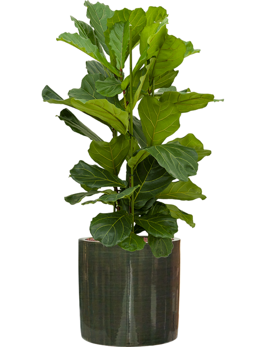 Ficus lyrata in Plain Striped Office Plant With Pot 112cm Height 32cm Dia