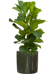 Ficus lyrata in Plain Striped Office Plant With Pot 112cm Height 32cm Dia