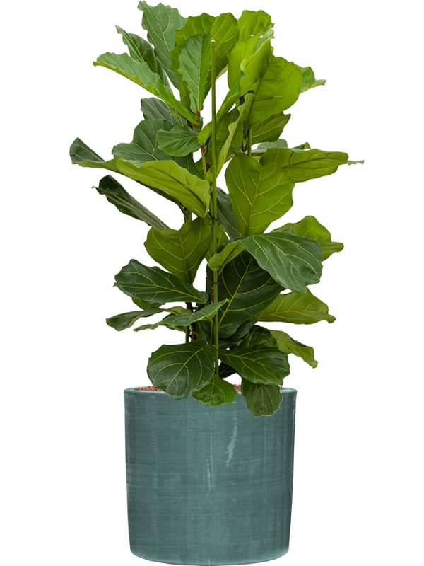 Ficus lyrata in Plain Striped Office Plant With Pot 112cm Height 32cm Dia