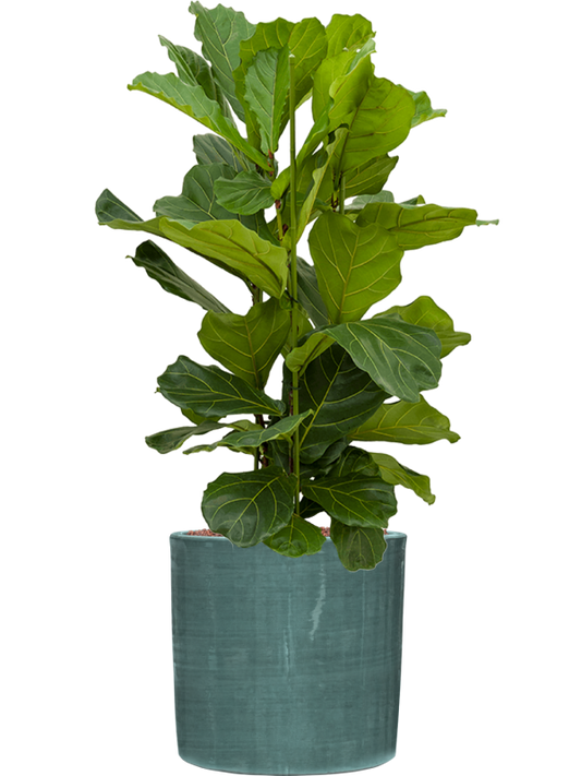 Ficus lyrata in Plain Striped Office Plant With Pot 112cm Height 32cm Dia