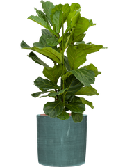 Ficus lyrata in Plain Striped Office Plant With Pot 112cm Height 32cm Dia