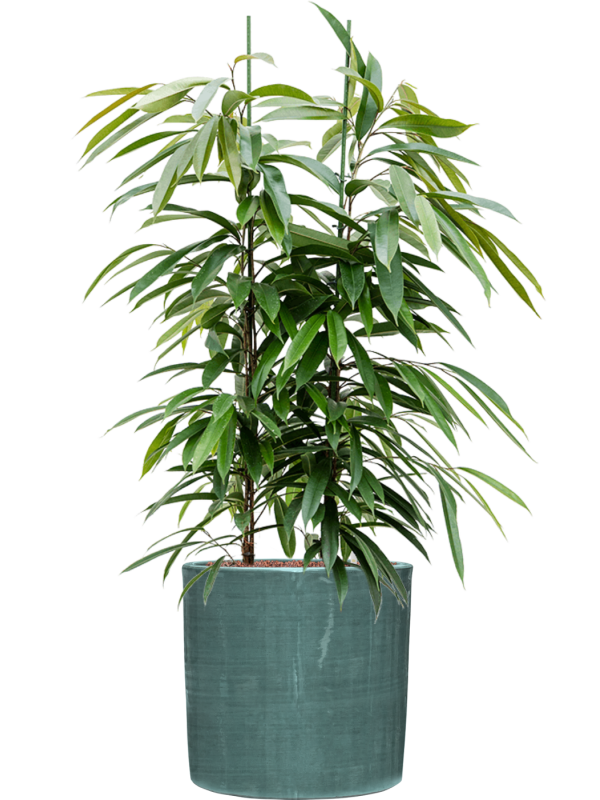 Ficus binnendijkii 'Amstel King' in Plain Striped Office Plant With Pot 119cm Height 32cm Dia