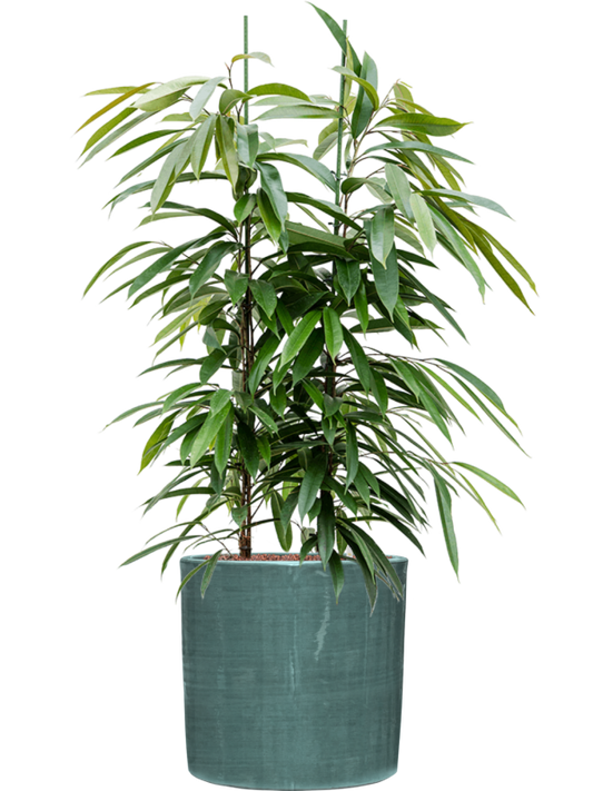 Ficus binnendijkii 'Amstel King' in Plain Striped Office Plant With Pot 119cm Height 32cm Dia