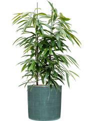 Ficus binnendijkii 'Amstel King' in Plain Striped Office Plant With Pot 119cm Height 32cm Dia