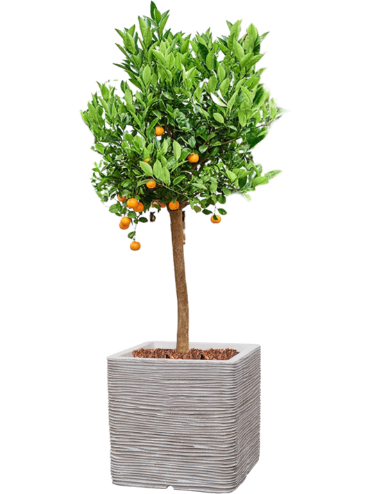 Citrus (Citrofortunella) calamondin in Capi Nature Rib NL Office Plant With Pot 160cm Height 42cm Dia