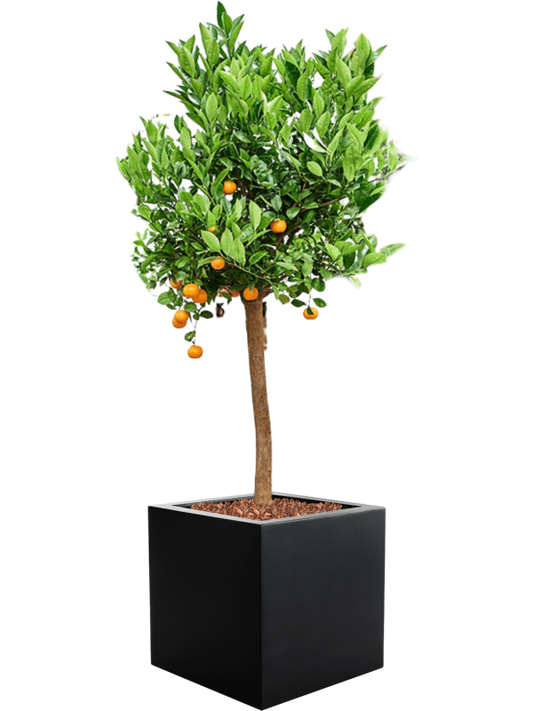 Citrus (Citrofortunella) calamondin in Argento Office Plant With Pot 161cm Height 42cm Dia