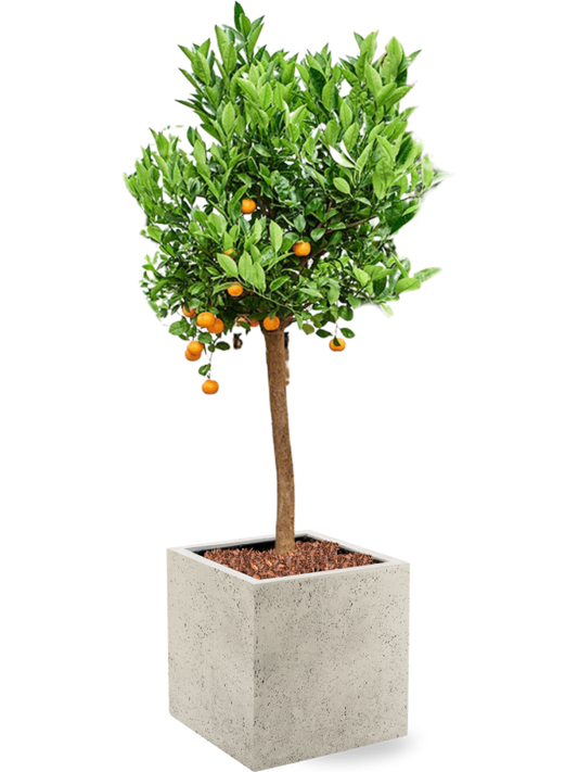 Citrus (Citrofortunella) calamondin in Grigio Office Plant With Pot 159cm Height 42cm Dia