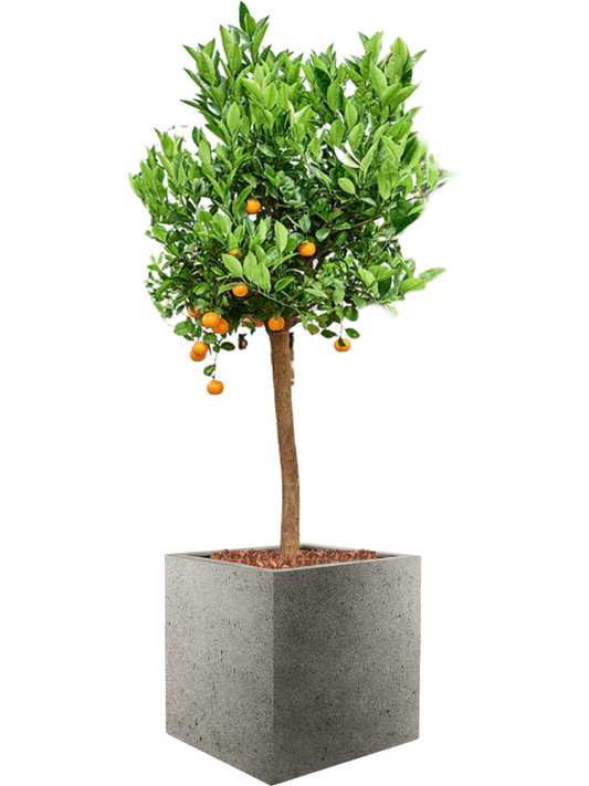 Citrus (Citrofortunella) calamondin in Grigio Office Plant With Pot 162cm Height 42cm Dia