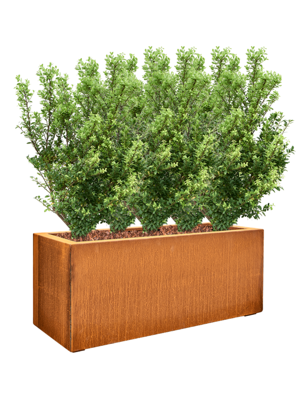 Ilex crenata 'Dark Green' in Cortensteel Office Plant With Pot 94cm Height cm Dia