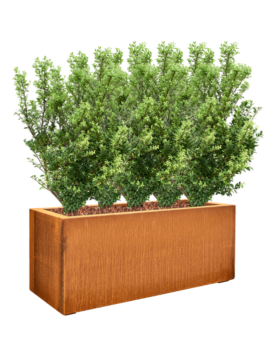 Ilex crenata 'Dark Green' in Cortensteel Office Plant With Pot 94cm Height cm Dia