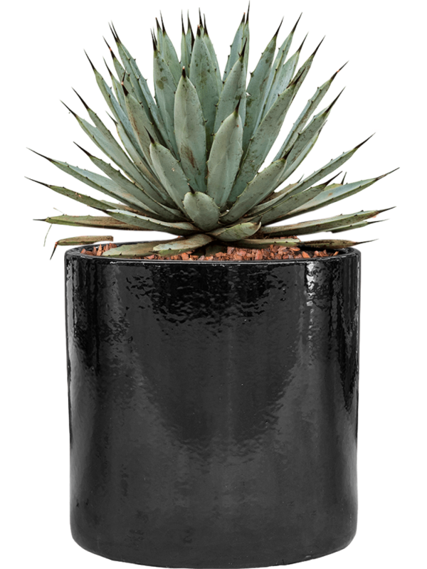 Agave macroacantha in Cylinder Office Plant With Pot 40cm Height 26cm Dia