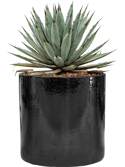 Agave macroacantha in Cylinder Office Plant With Pot 40cm Height 26cm Dia