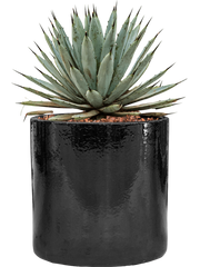 Agave macroacantha in Cylinder Office Plant With Pot 40cm Height 26cm Dia