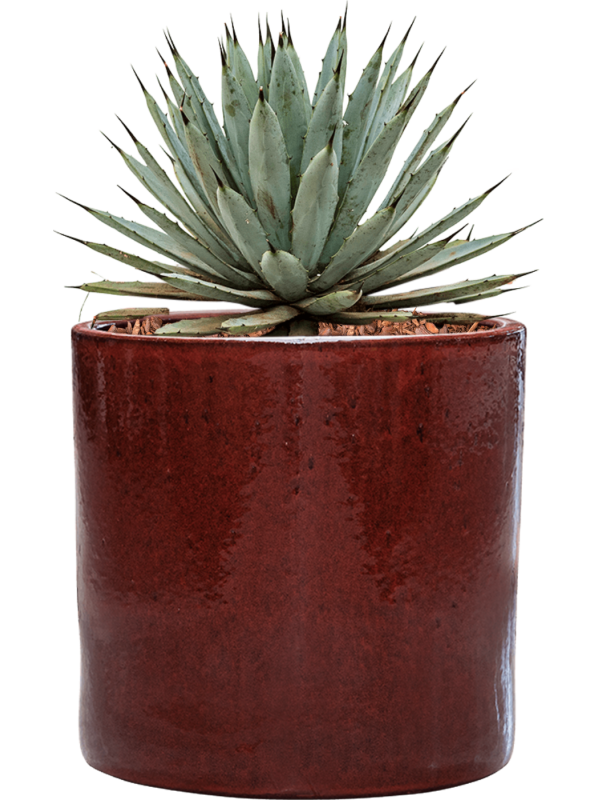 Agave macroacantha in Cylinder Office Plant With Pot 41cm Height 26cm Dia