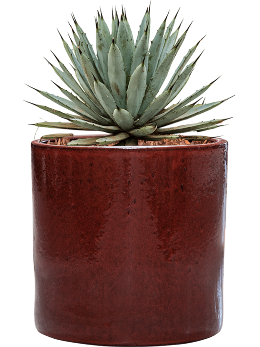 Agave macroacantha in Cylinder Office Plant With Pot 41cm Height 26cm Dia