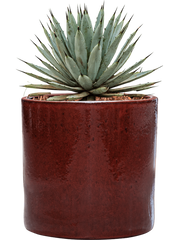 Agave macroacantha in Cylinder Office Plant With Pot 41cm Height 26cm Dia