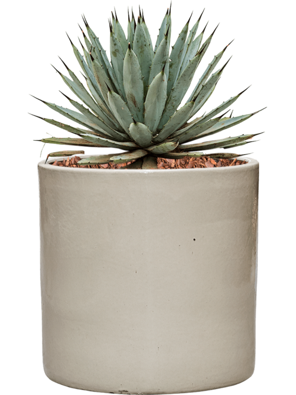 Agave macroacantha in Cylinder Office Plant With Pot 41cm Height 26cm Dia