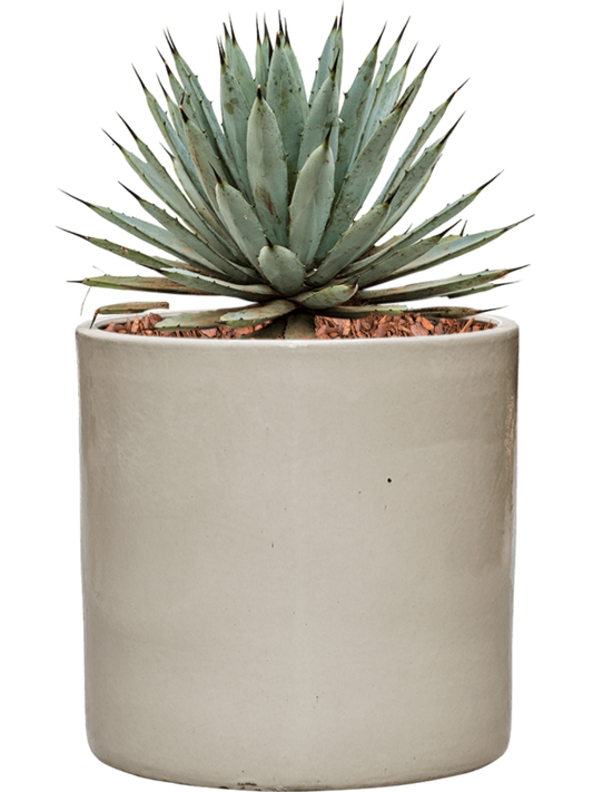 Agave macroacantha in Cylinder Office Plant With Pot 41cm Height 26cm Dia