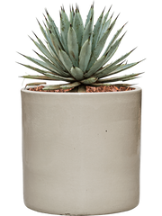 Agave macroacantha in Cylinder Office Plant With Pot 41cm Height 26cm Dia