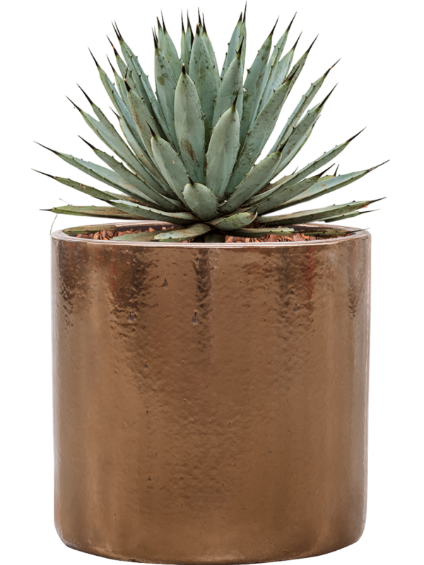 Agave macroacantha in Cylinder Office Plant With Pot 40cm Height 26cm Dia