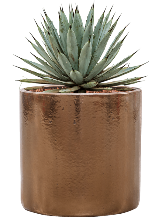 Agave macroacantha in Cylinder Office Plant With Pot 40cm Height 26cm Dia