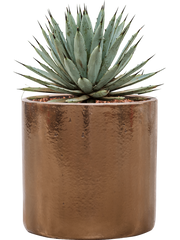 Agave macroacantha in Cylinder Office Plant With Pot 40cm Height 26cm Dia