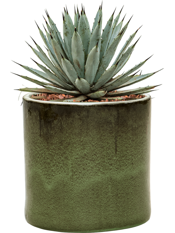 Agave macroacantha in Cylinder Office Plant With Pot 40cm Height 26cm Dia