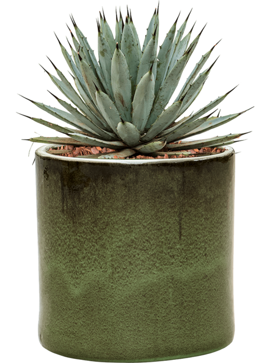 Agave macroacantha in Cylinder Office Plant With Pot 40cm Height 26cm Dia