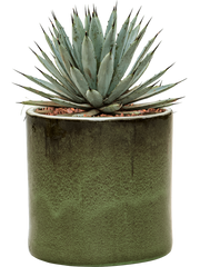 Agave macroacantha in Cylinder Office Plant With Pot 40cm Height 26cm Dia