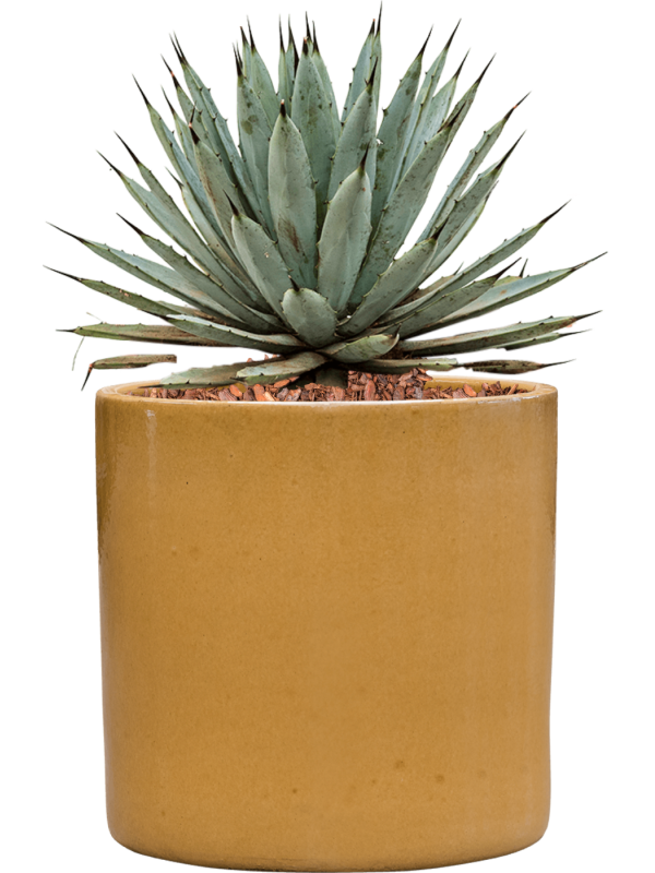 Agave macroacantha in Cylinder Office Plant With Pot 40cm Height 26cm Dia