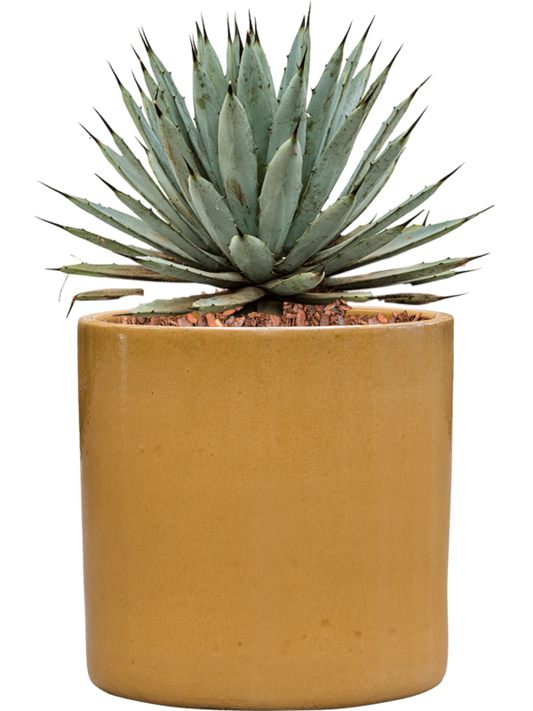 Agave macroacantha in Cylinder Office Plant With Pot 40cm Height 26cm Dia