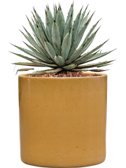 Agave macroacantha in Cylinder Office Plant With Pot 40cm Height 26cm Dia