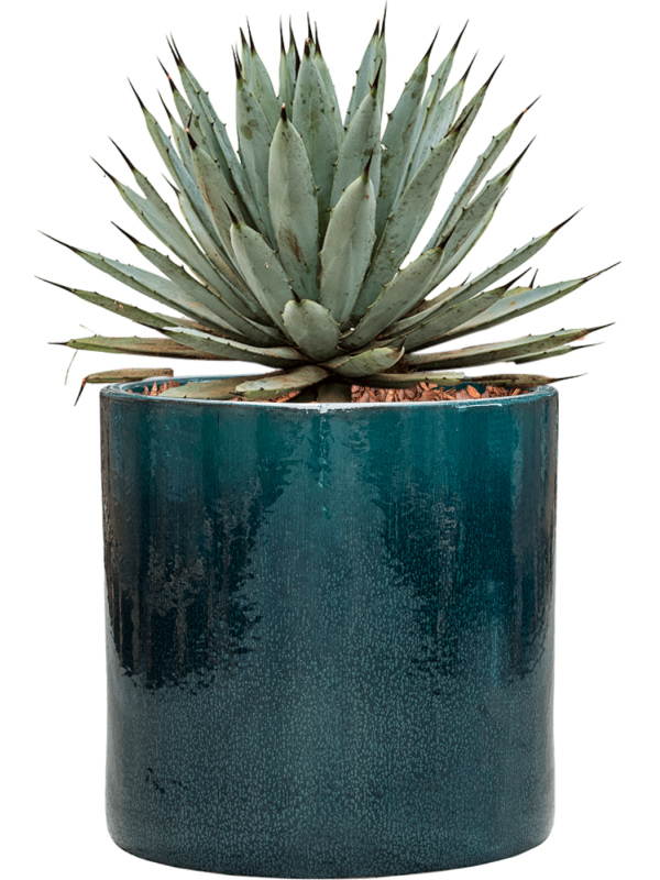 Agave macroacantha in Cylinder Office Plant With Pot 40cm Height 26cm Dia