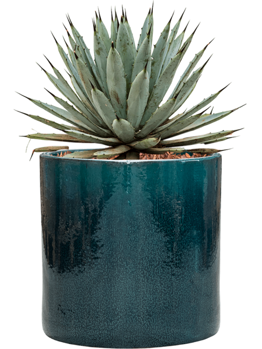 Agave macroacantha in Cylinder Office Plant With Pot 40cm Height 26cm Dia