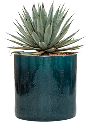 Agave macroacantha in Cylinder Office Plant With Pot 40cm Height 26cm Dia