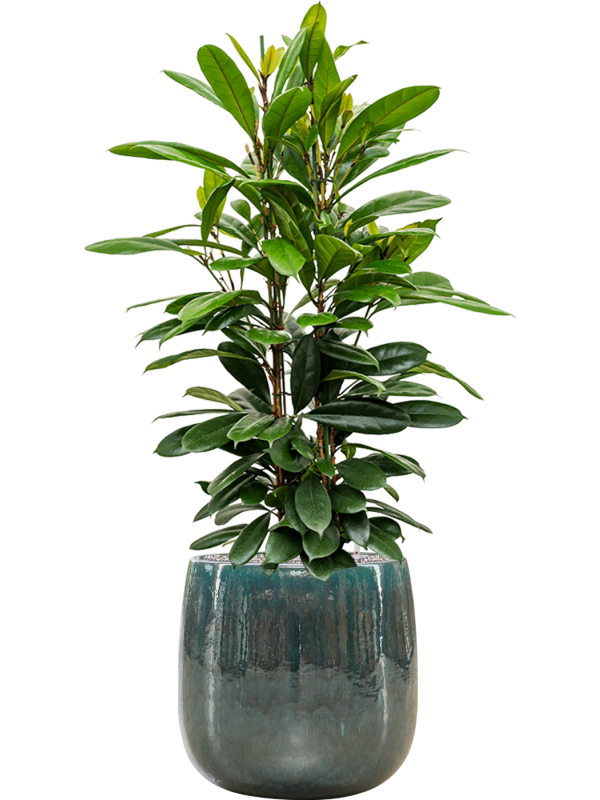 Ficus cyathistipula in Balloon Office Plant With Pot 138cm Height 34.5cm Dia