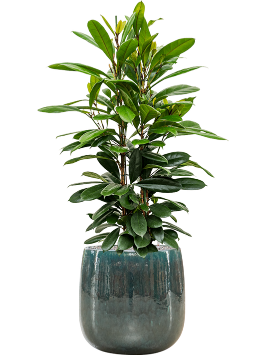 Ficus cyathistipula in Balloon Office Plant With Pot 138cm Height 34.5cm Dia