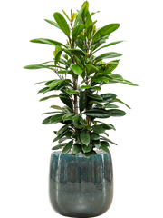 Ficus cyathistipula in Balloon Office Plant With Pot 138cm Height 34.5cm Dia