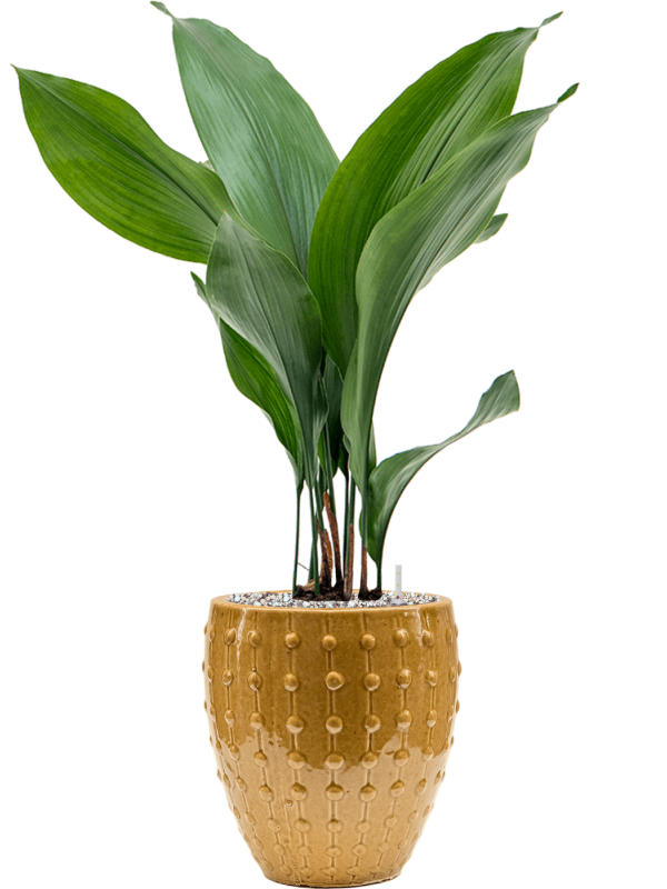 Aspidistra elatior in Laos Mini Office Plant With Pot 68cm Height 16cm Dia