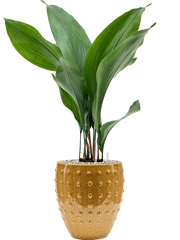 Aspidistra elatior in Laos Mini Office Plant With Pot 68cm Height 16cm Dia