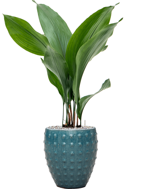 Aspidistra elatior in Laos Mini Office Plant With Pot 68cm Height 16cm Dia