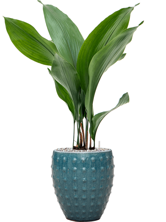 Aspidistra elatior in Laos Mini Office Plant With Pot 68cm Height 16cm Dia